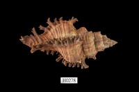 藏品(千手螺)的圖片